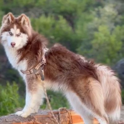 Charm of Wholly & Wags Kennel