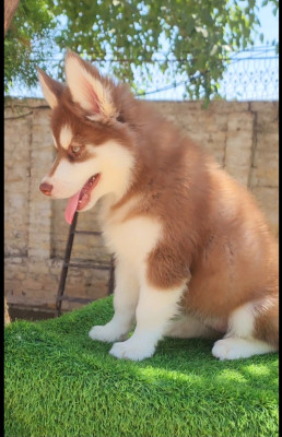 Chloe of Wholly & Wags Kennel