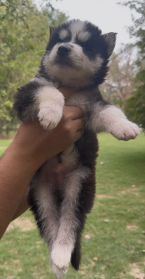 Leo of Wolly Wolf Kennel