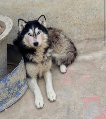Snow of PK Siberian Huskies