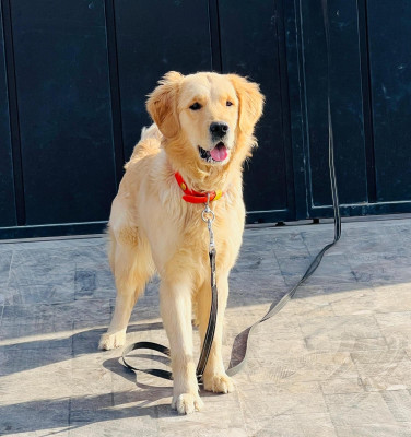 Leyla of Pawsitive Pakistan Kennel