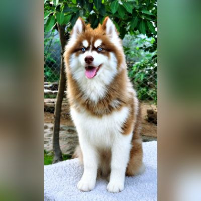 Loki of Wholly & Wags Kennel